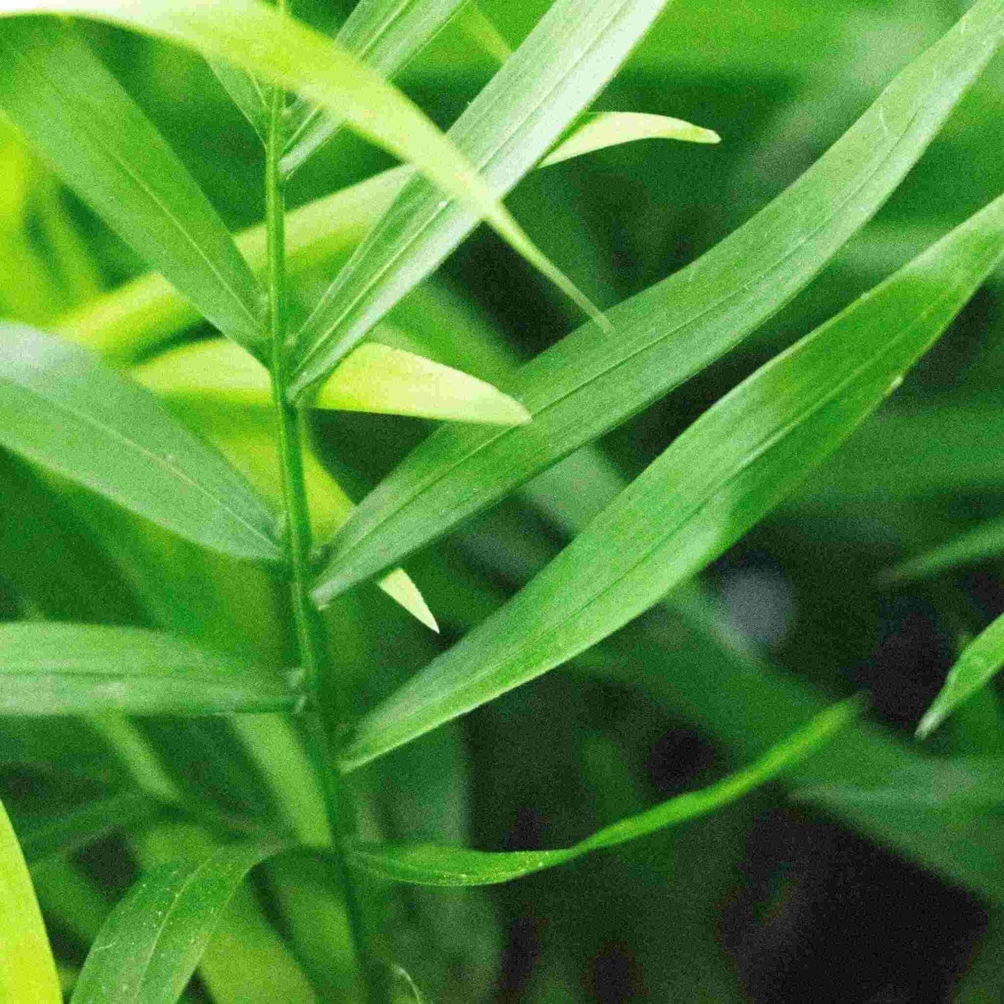 Substrato para Fetos