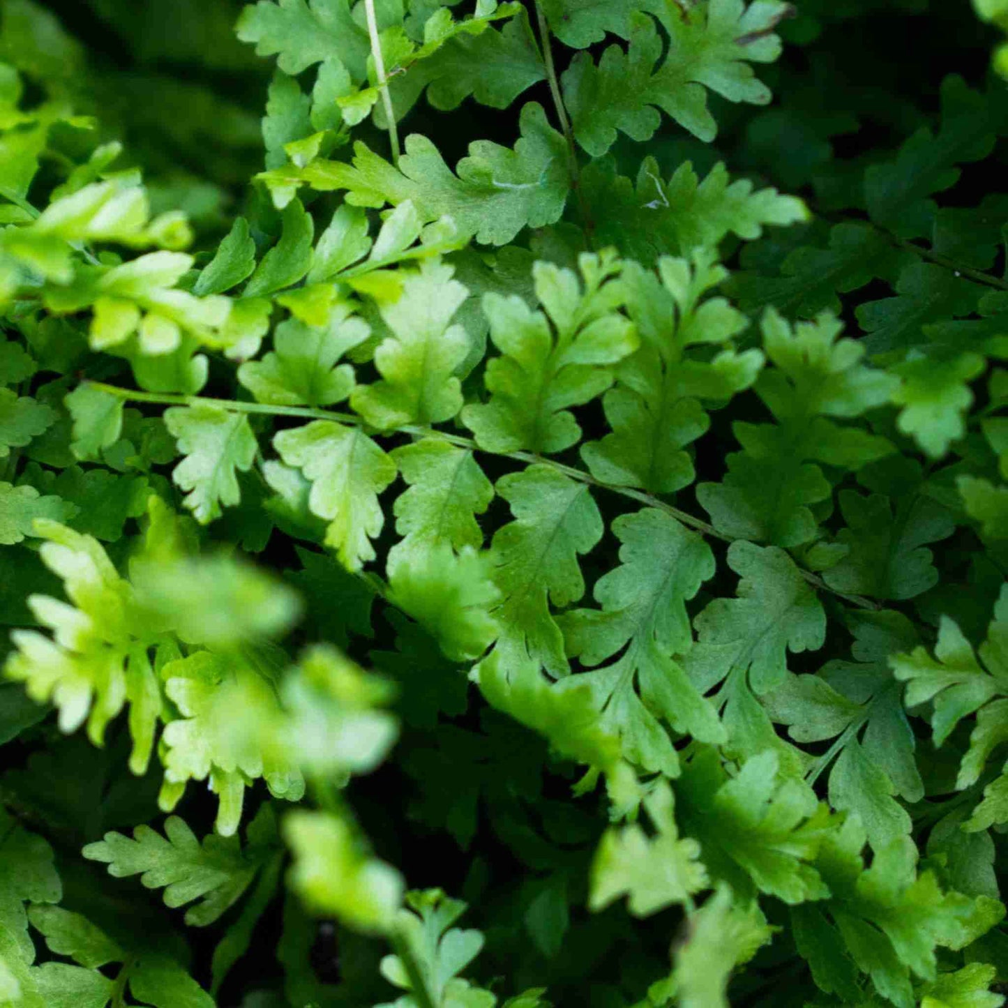 Substrato para Fetos