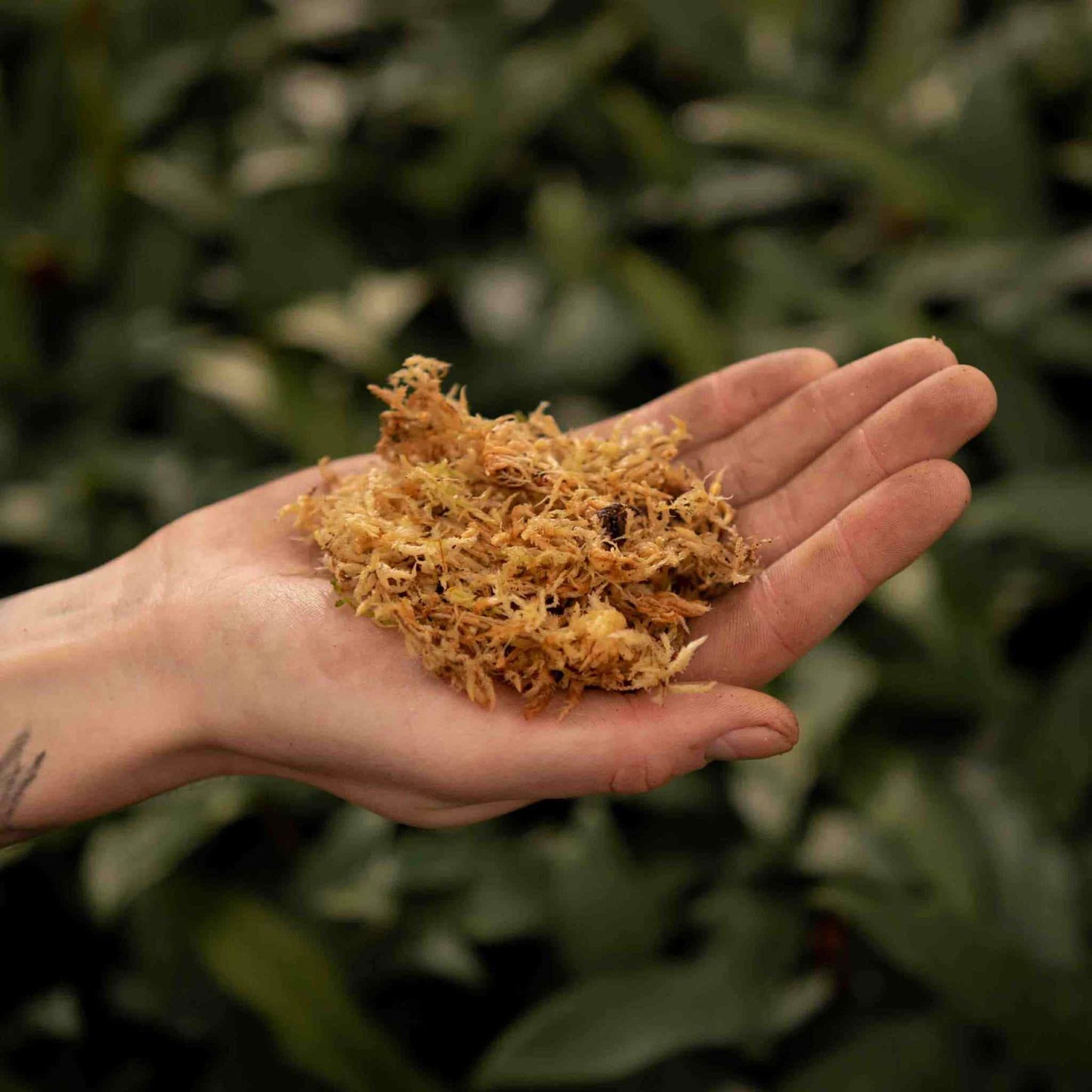 Sphagnum Moss In Hand