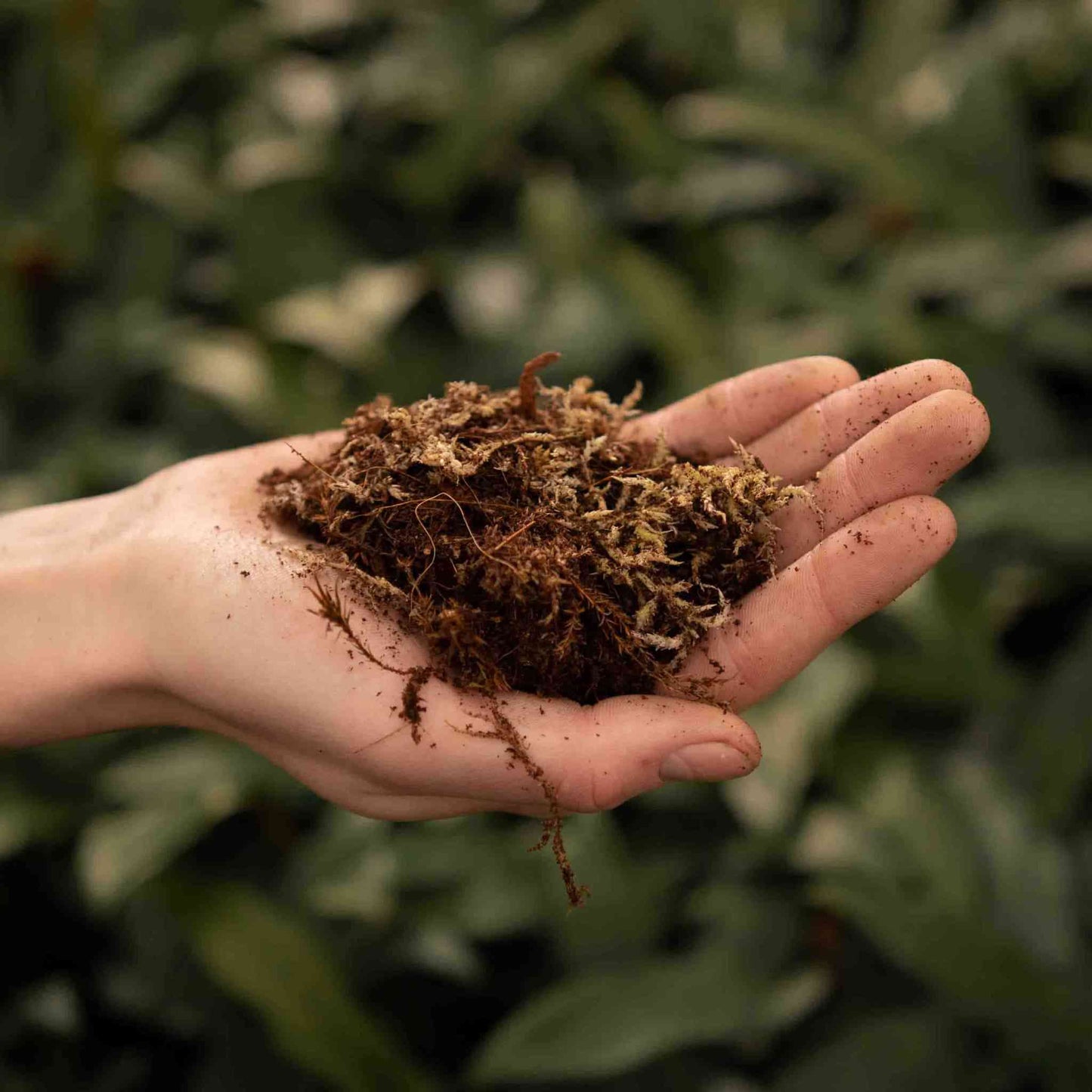 Substrato para Terrário