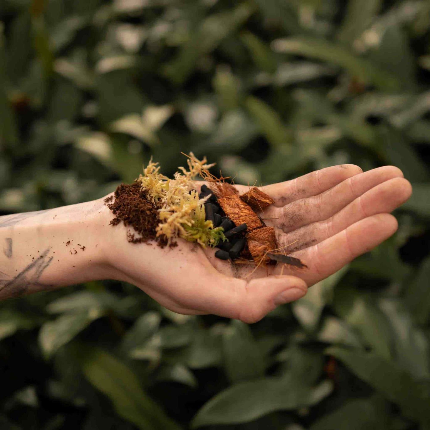 Substrato para Terrário