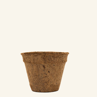 Vasos de coco