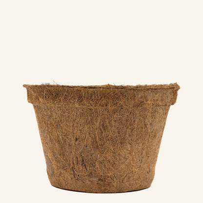 Vasos de coco