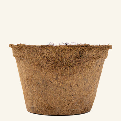 Vasos de coco