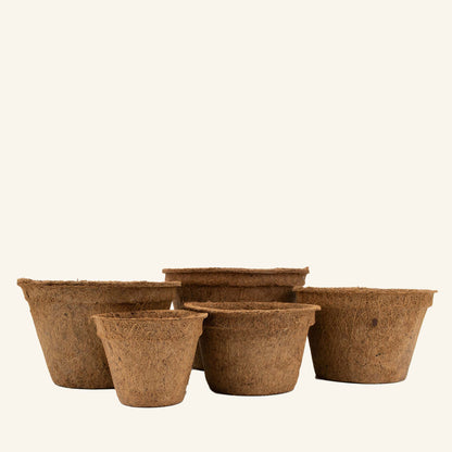 Vasos de coco