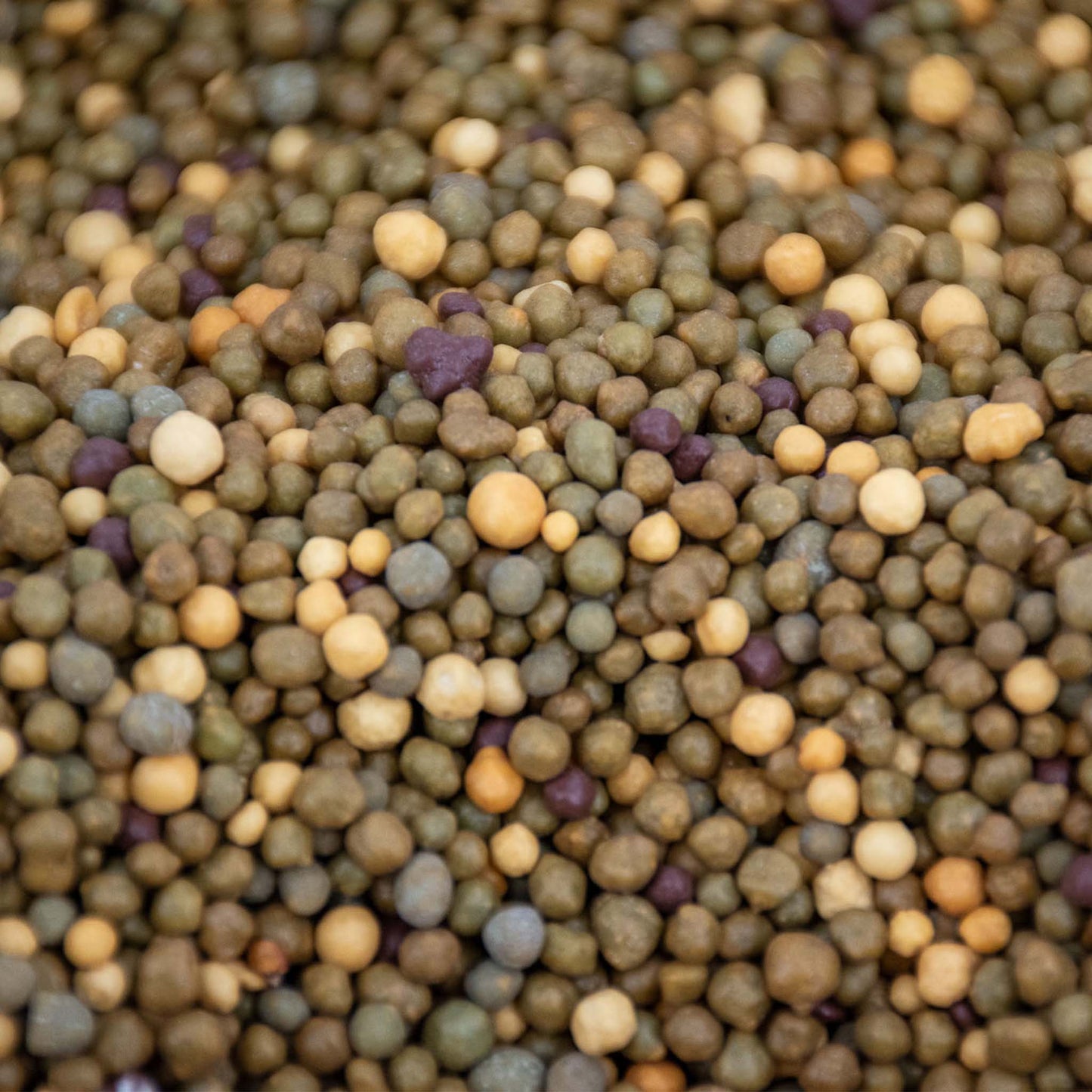Fertilizante de Liberação Lenta para Cactos