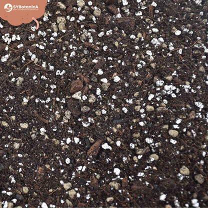 Substrato para Syngonium