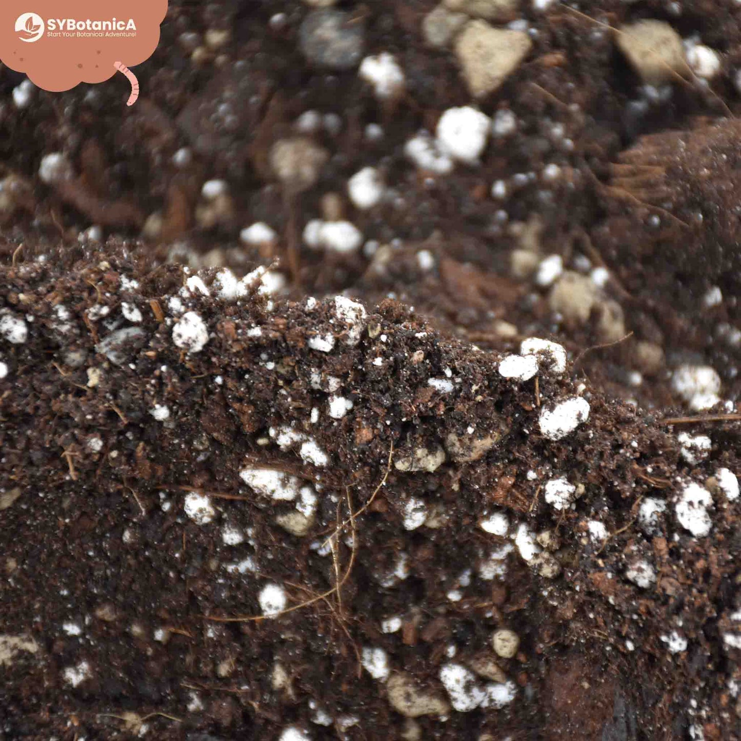 Substrato para Syngonium