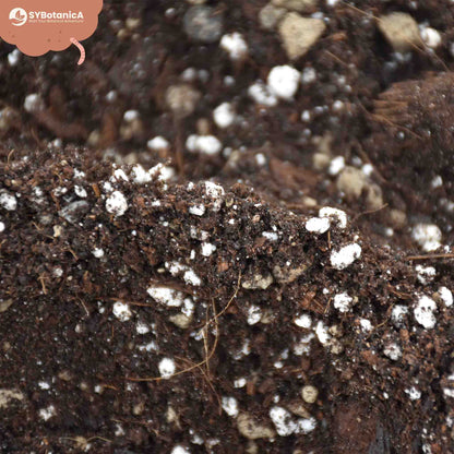 Substrato para Syngonium