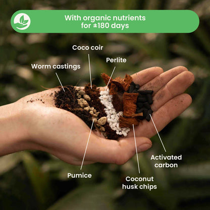 Substrato para Syngonium
