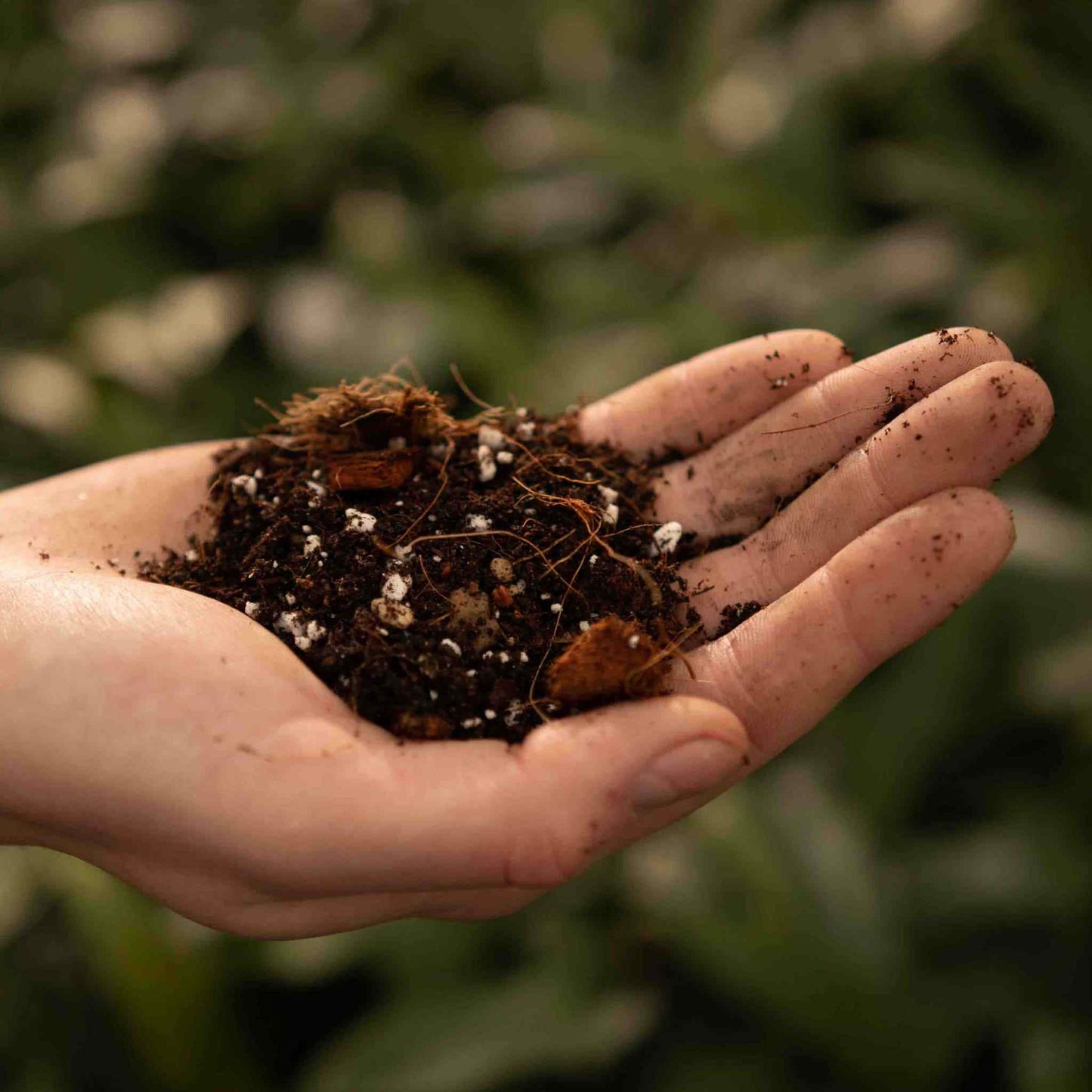 Substrato para Syngonium