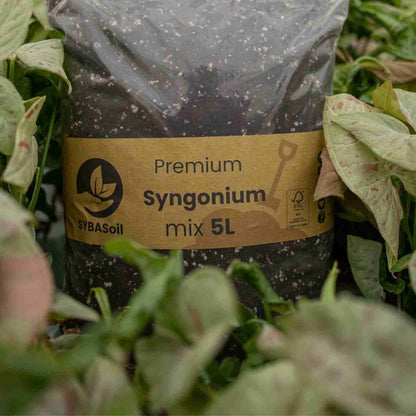 Substrato para Syngonium