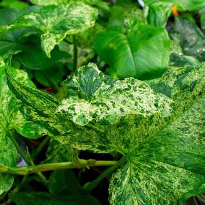 Substrato para Syngonium